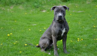 Dogo Canario