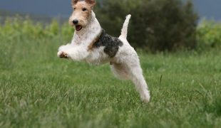 Foxterrier