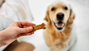 Geduld üben mit dem Hund