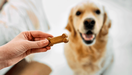 Geduld üben mit dem Hund