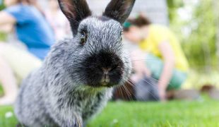 Gefahren für Kaninchen