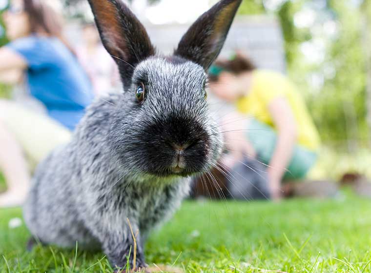 Gefahren für Kaninchen