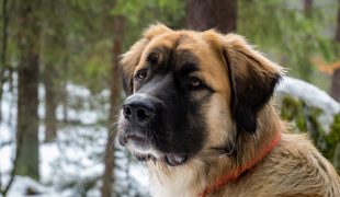 germanischer bärenhund