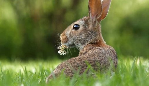 Hase und Kaninchen