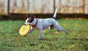 Hundefrisbee