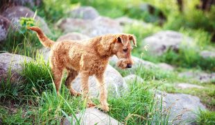 Irish Terrier