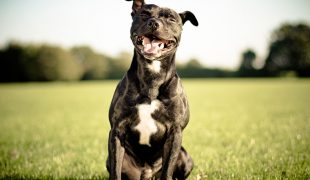 Kampfhunde