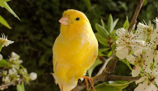 Kanarienvogel singt nicht mehr