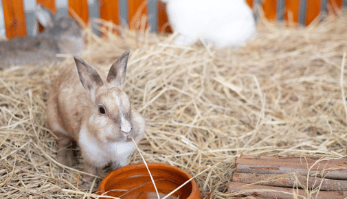 Kaninchen Haltung