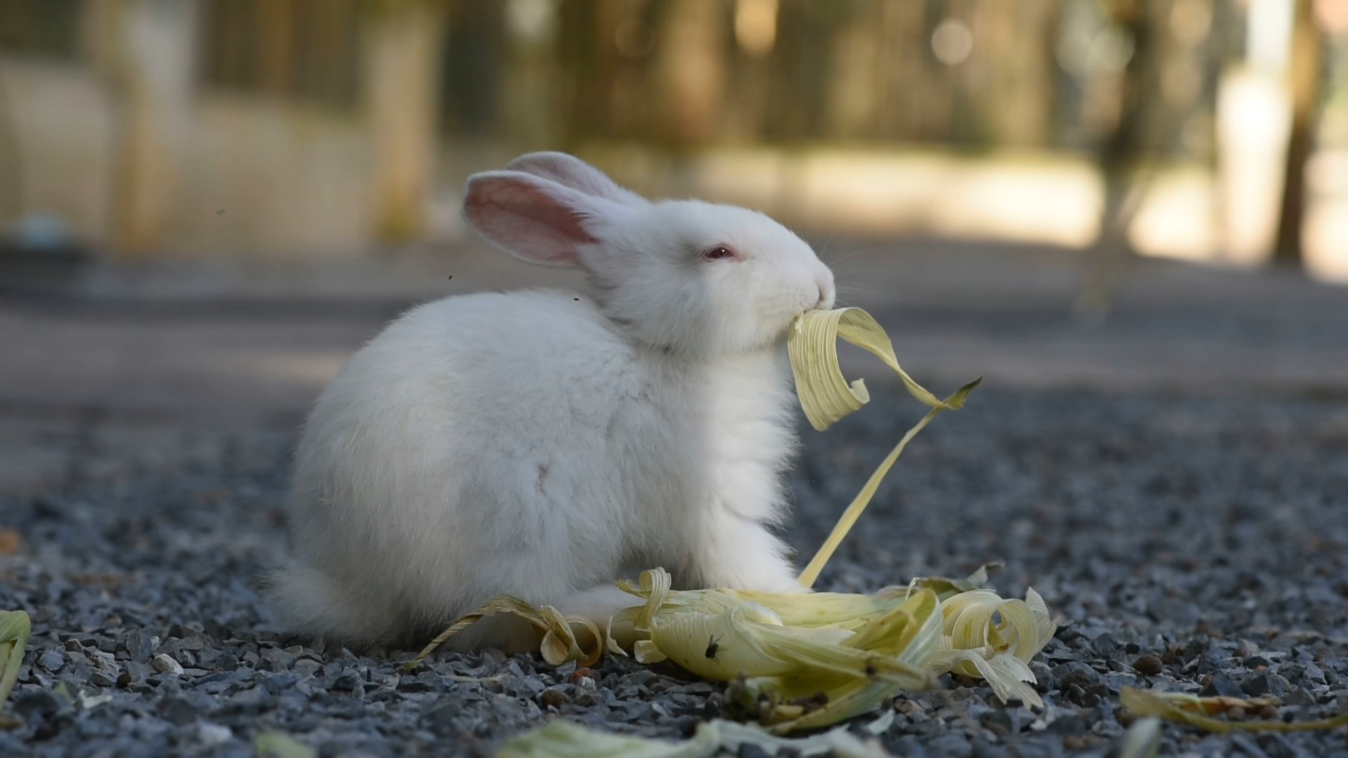 Kaninchen Haltung In Haus Und Garten Zooroyal Magazin