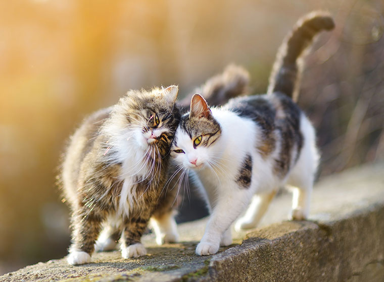 Katzen Vergesellschaften So Klappt Es Zooroyal Magazin