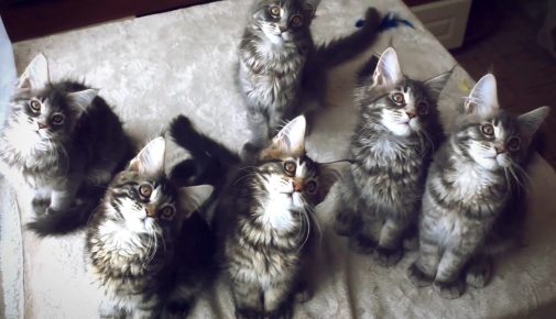 Katzenbabys