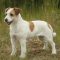 Parson Russell Terrier