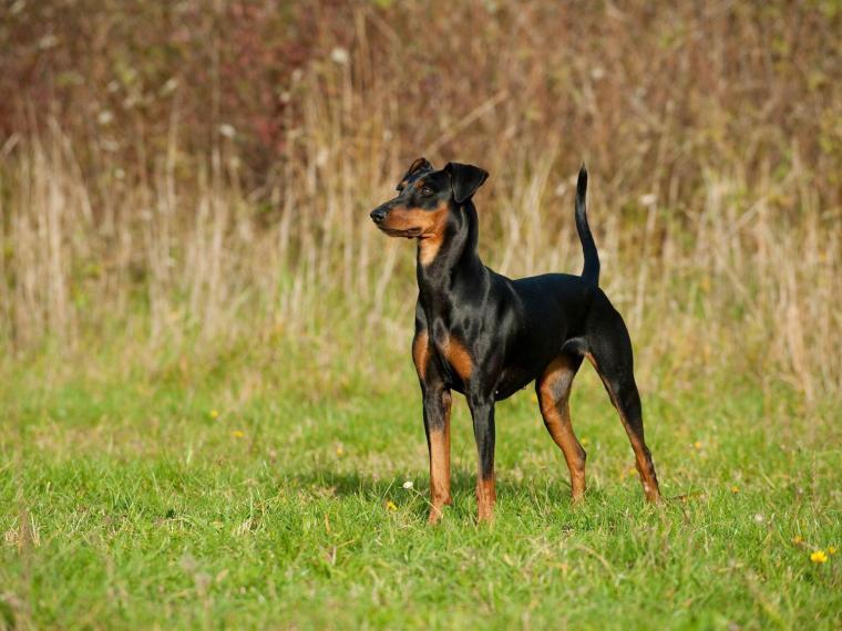 Pinscher Charakter, Größe & Erziehung Steckbrief