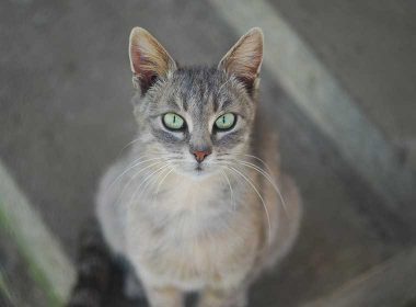 Rassekatzen im Tierheim