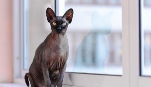 Cornish Rex Katze Im Rasseportrait Zooroyal Magazin