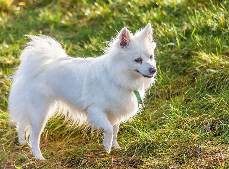 Der Mittelspitz im Rasseportrait ZooRoyal Magazin