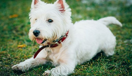 West Highland White Terrier