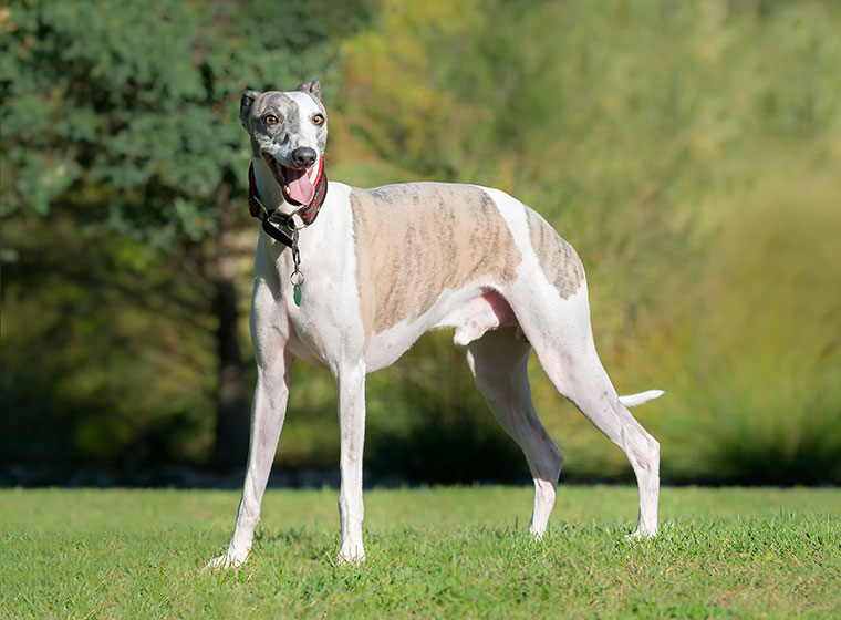Whippet Größe & Erziehung | Steckbrief