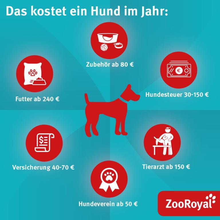 Was Kostet Hundesteuer Im Jahr Was kostet ein Hund in Anschaffung und Haltung? | ZooRoyal Magazin