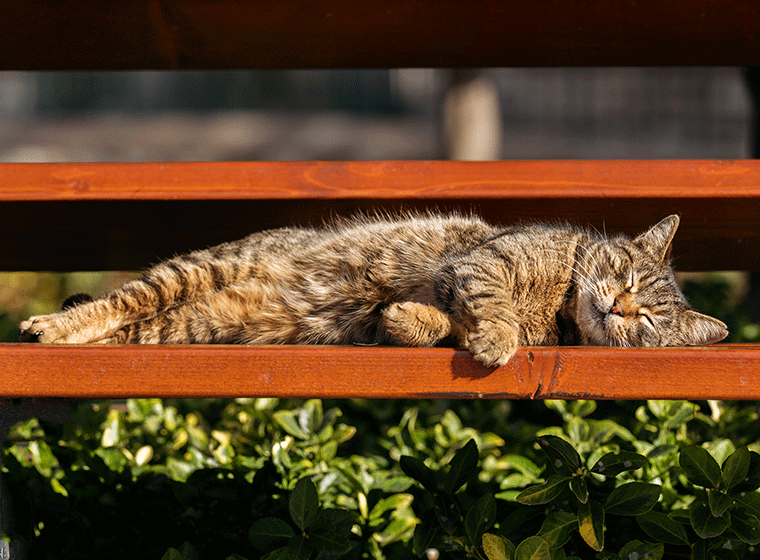 Abkühlung für Katzen