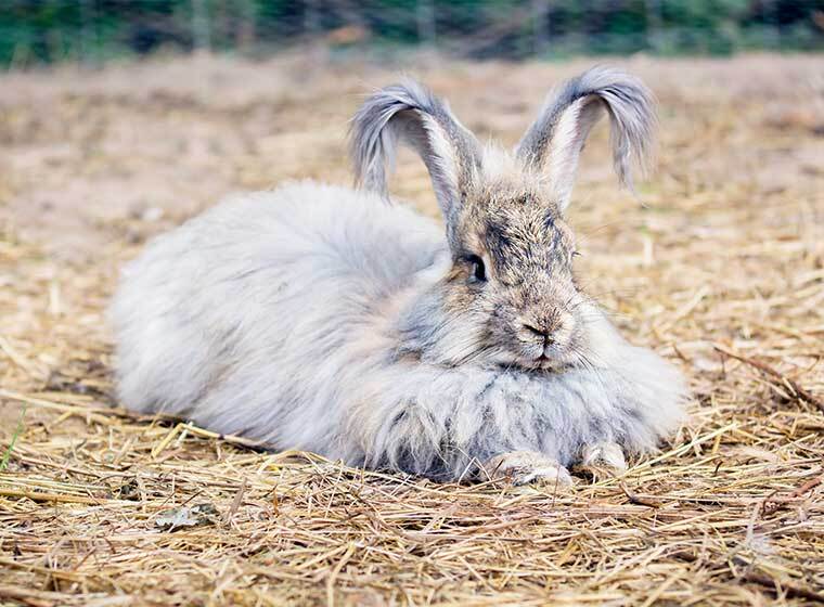 Angorakaninchen im Rasseportrait | ZooRoyal Magazin