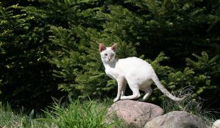 Cornish Rex