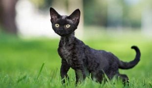 Devon Rex