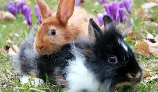 Kaninchen vergesellschaften