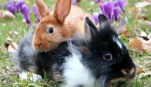 Kaninchen vergesellschaften