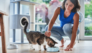 Katze abkühlen