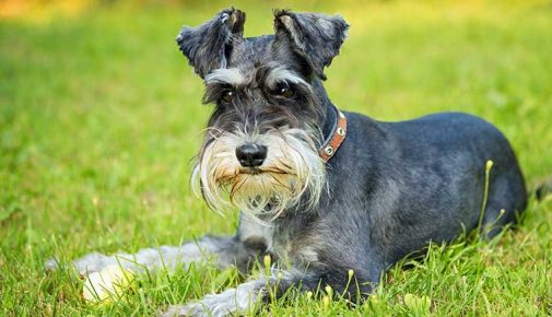 Zwergschnauzer