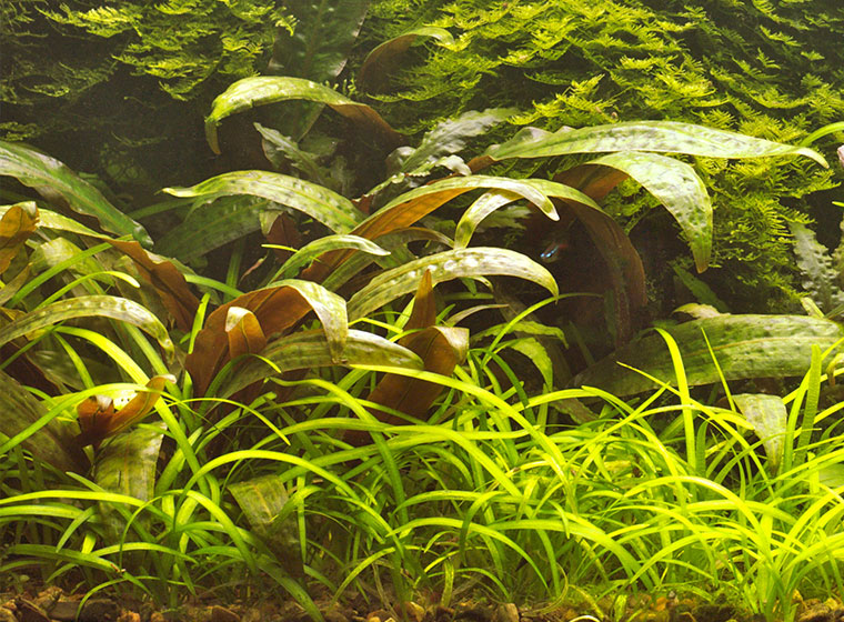 Cryptocorynen - beliebte Aquarienpflanzen| ZooRoyal Magazin