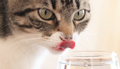 Trinkbrunnen für Katzen: Katze zum Trinken animieren