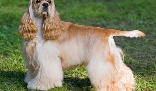 American Cocker Spaniel