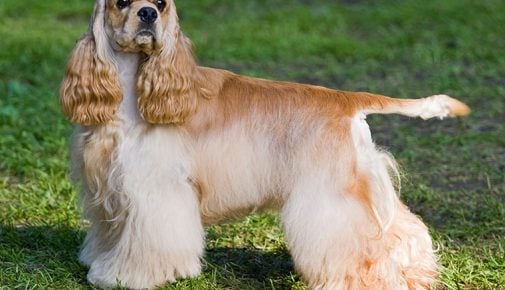 American Cocker Spaniel