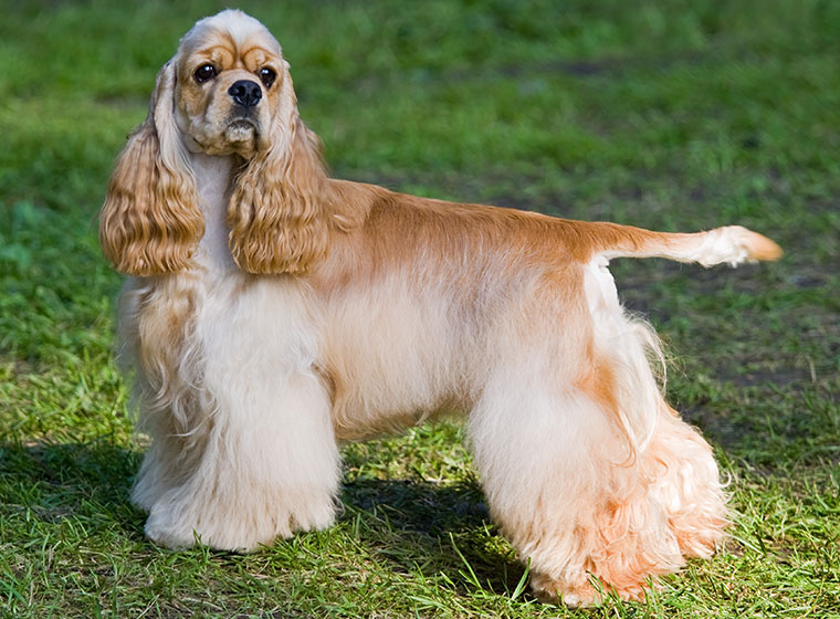 amme større kapitel American Cocker Spaniel im Rasseportrait | ZooRoyal Magazin