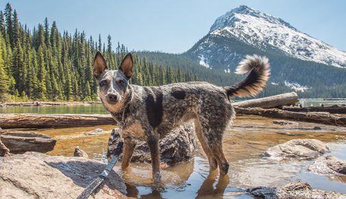 Australian Cattle Dog