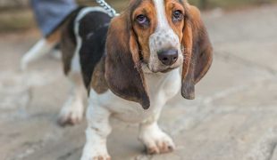 Basset Hound