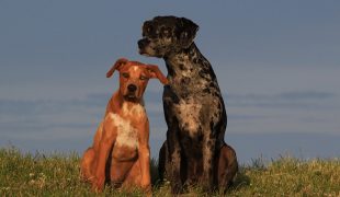 Louisiana Catahoula Leopard Dog