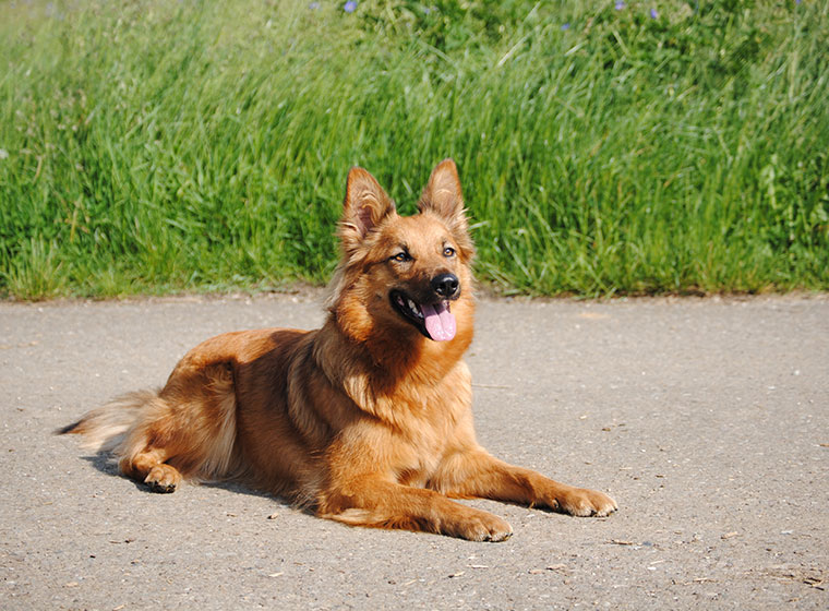 Hund Der Aussieht Wie Ein Fuchs