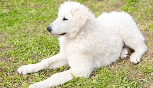 Kuvasz