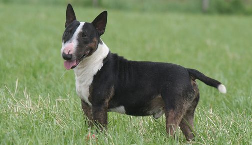 Bullterrier mix miniatur französische bulldogge ❤ französische