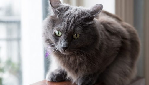 Nebelung