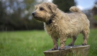 Norfolk Terrier