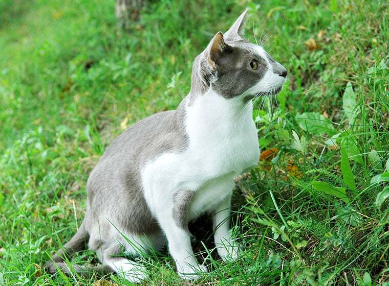 Orientalisch Kurzhaar Im Rasseportrait Zooroyal Magazin