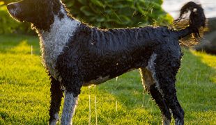 Portugiesischer Wasserhund