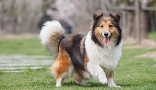 Shetland Sheepdog