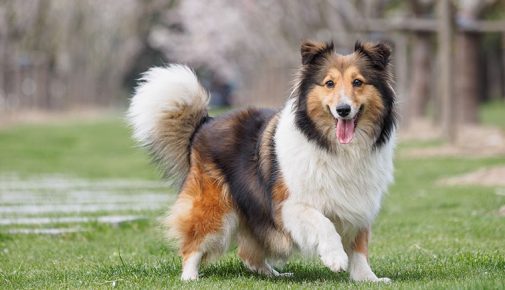 Shetland Sheepdog