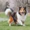 Shetland Sheepdog